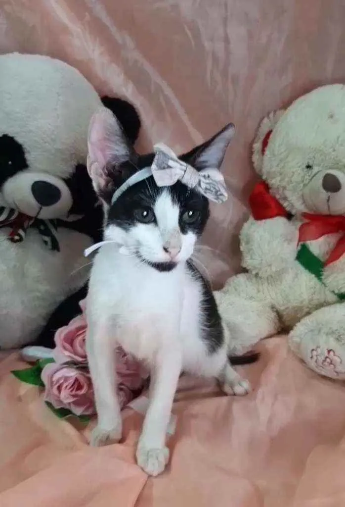 Gato ra a Sem raça definida.  idade 2 a 6 meses nome Mel.