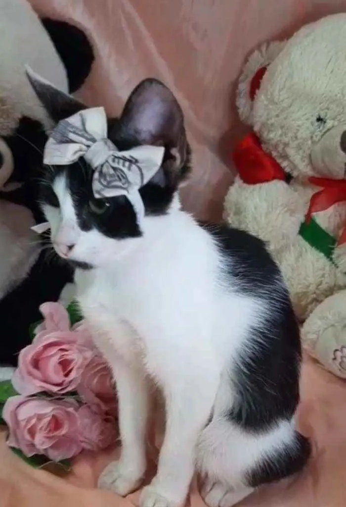 Gato ra a Sem raça definida.  idade 2 a 6 meses nome Mel.
