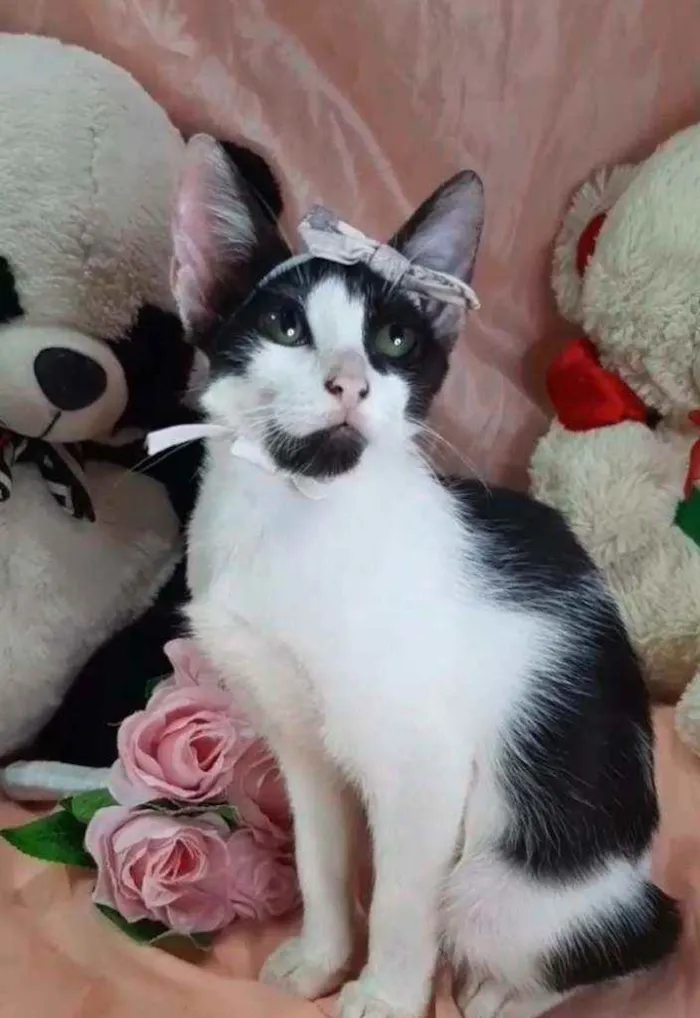 Gato ra a Sem raça definida.  idade 2 a 6 meses nome Mel.