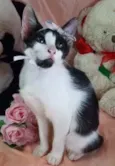 Mel.
