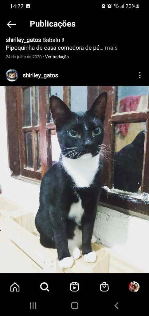 Gato ra a  idade 3 anos nome Neguinho