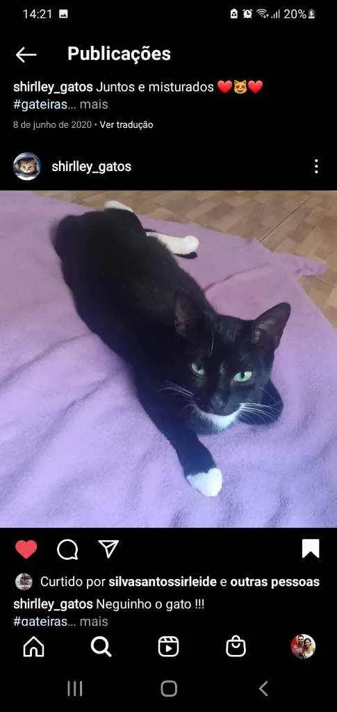Gato ra a  idade 3 anos nome Neguinho