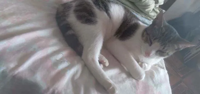 Gato ra a  idade 1 ano nome Pudim