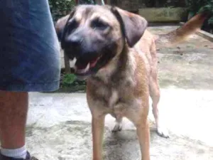 Cachorro raça Srd idade 1 ano nome Cacau.