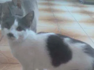 Gato raça  idade 2 a 6 meses nome Jade