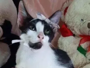 Gato raça Sem raça definida.  idade 2 a 6 meses nome Mel.
