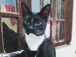 Gato raça  idade 3 anos nome Neguinho