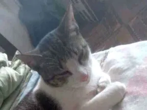 Gato raça  idade 1 ano nome Pudim