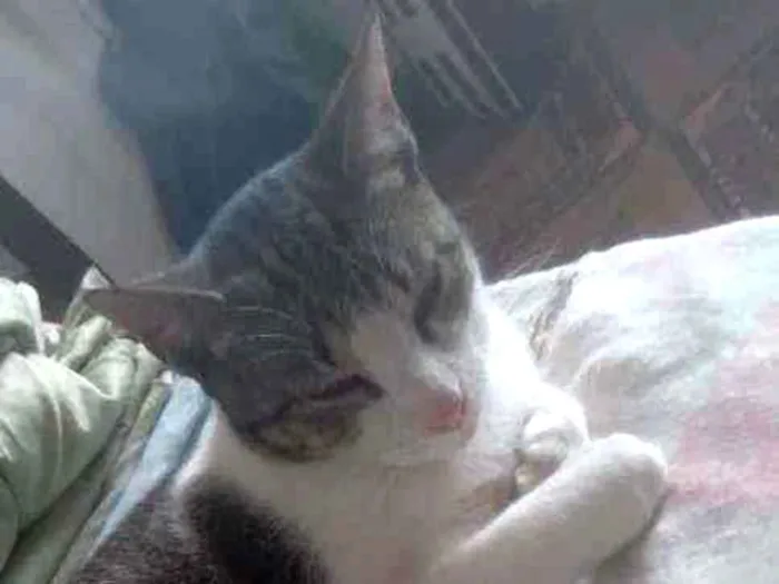 Gato ra a  idade 1 ano nome Pudim