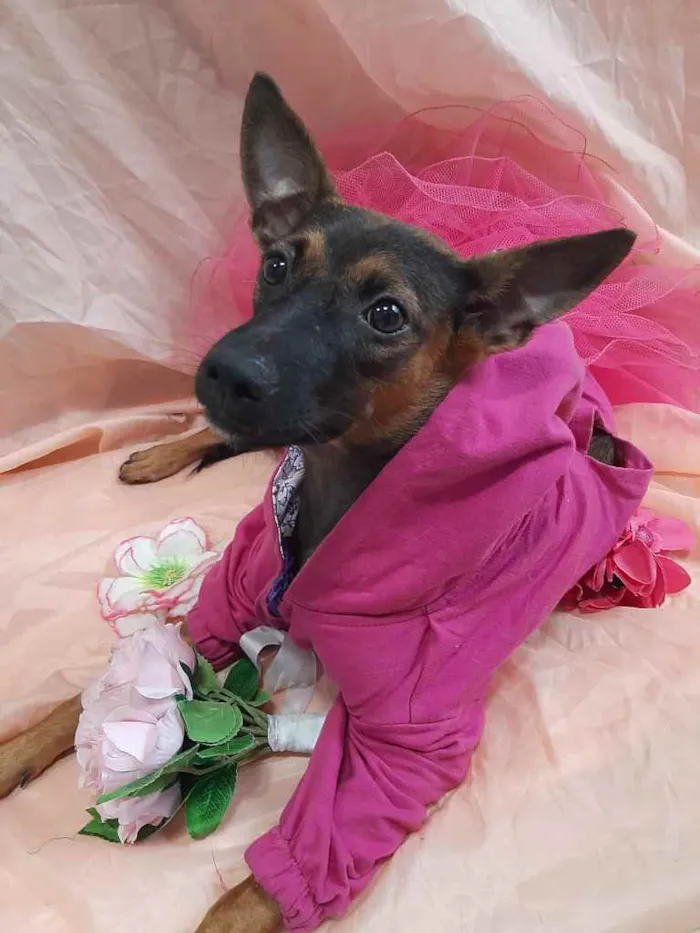 Cachorro ra a Sem raça definida.  idade 7 a 11 meses nome Fêmea. 