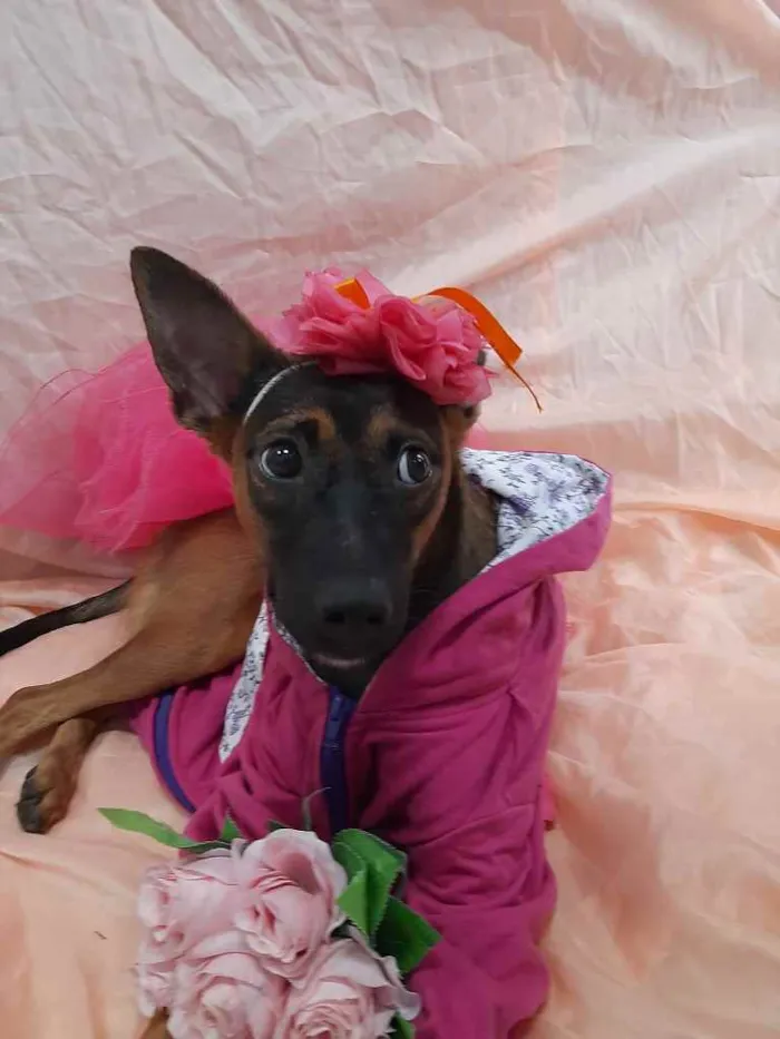 Cachorro ra a Sem raça definida.  idade 7 a 11 meses nome Fêmea. 