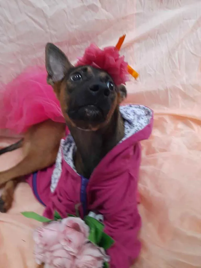 Cachorro ra a Sem raça definida.  idade 7 a 11 meses nome Fêmea. 