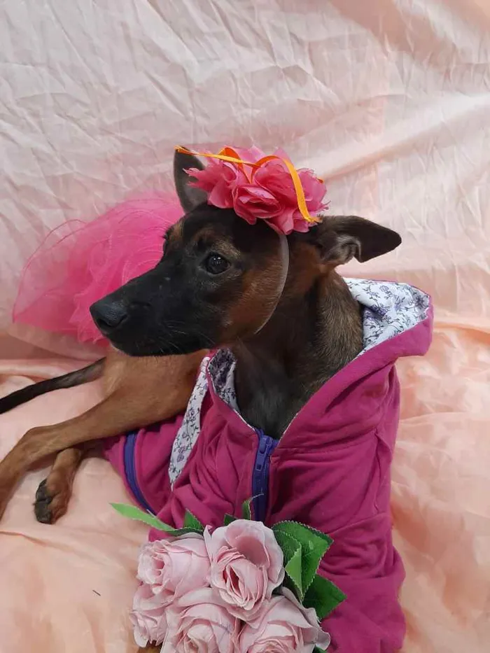 Cachorro ra a Sem raça definida.  idade 7 a 11 meses nome Fêmea. 