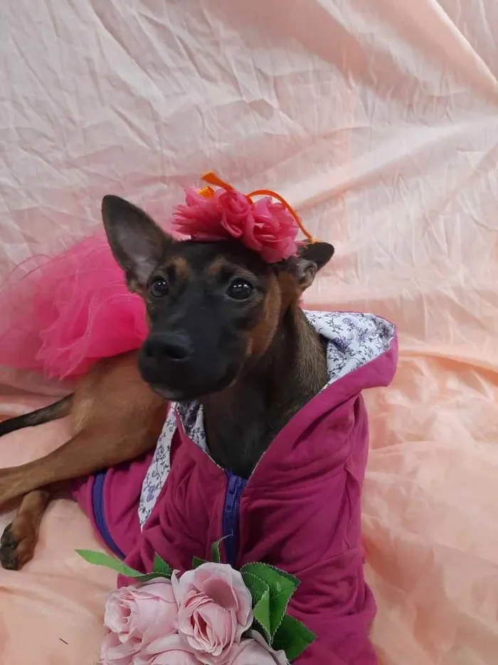 Cachorro ra a Sem raça definida.  idade 7 a 11 meses nome Fêmea. 