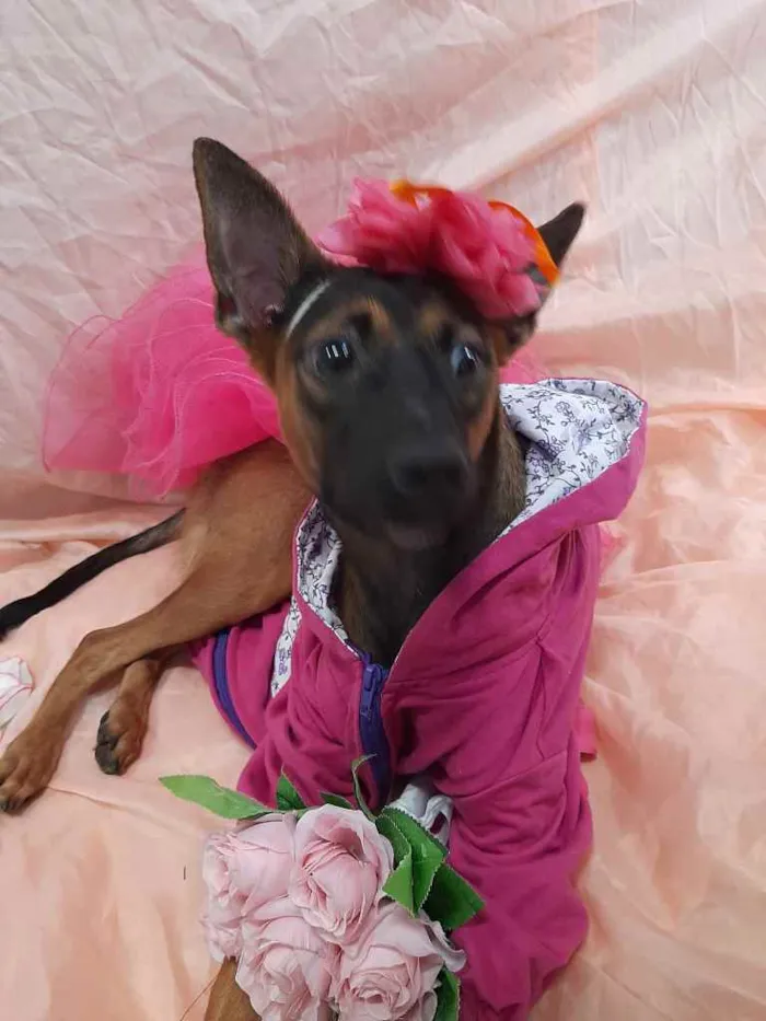 Cachorro ra a Sem raça definida.  idade 7 a 11 meses nome Fêmea. 