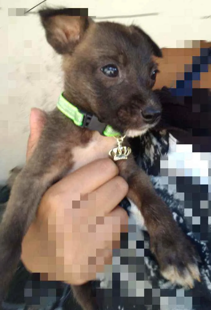 Cachorro ra a SRD idade Abaixo de 2 meses nome Jerry