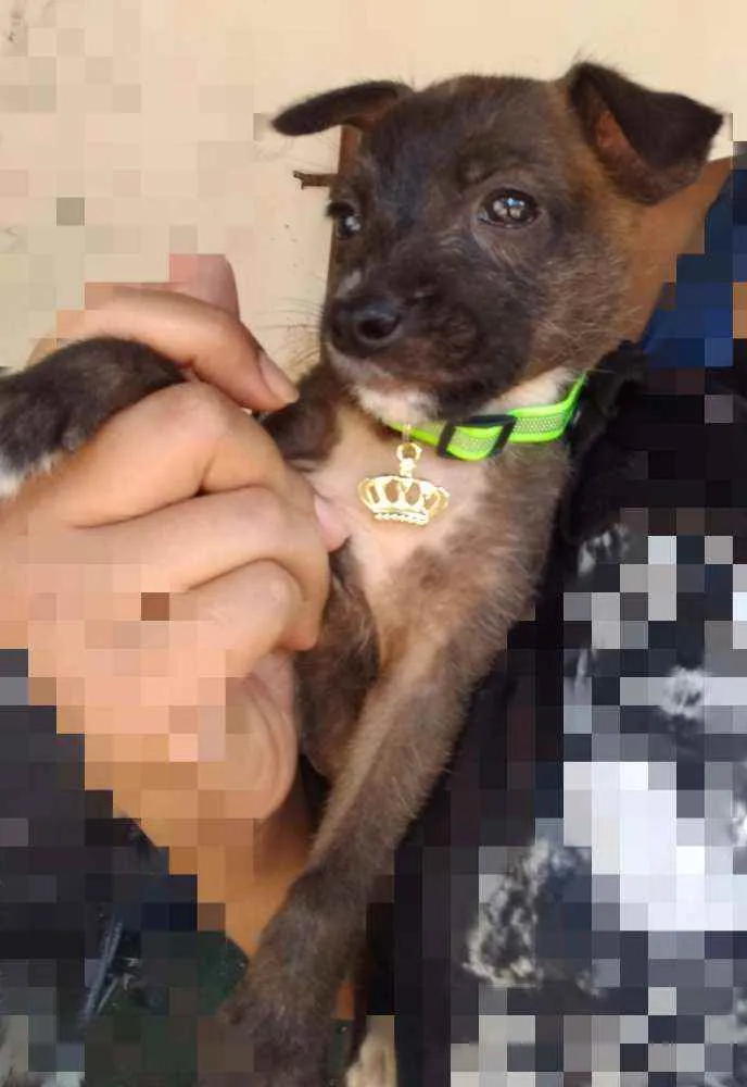 Cachorro ra a SRD idade Abaixo de 2 meses nome Jerry