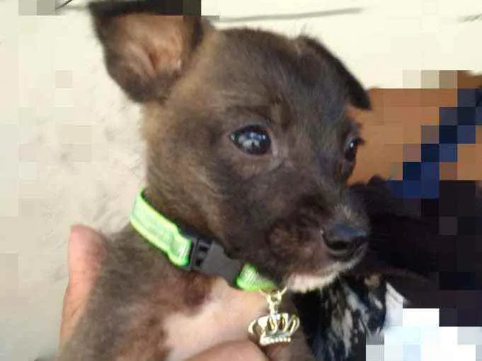 Cachorro ra a SRD idade Abaixo de 2 meses nome Jerry