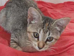 Gato raça  idade 2 a 6 meses nome Tigrinha 