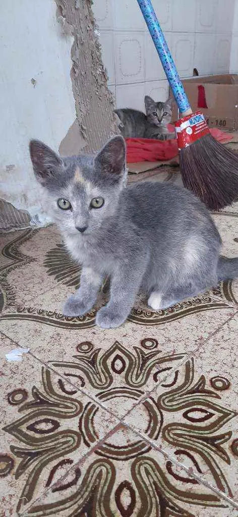 Gato raça  idade 2 a 6 meses nome Fiona