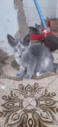 Fiona