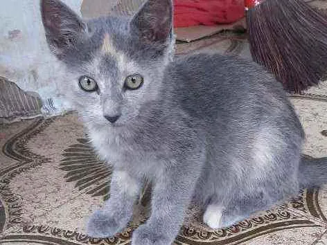 Gato raça  idade 2 a 6 meses nome Fiona