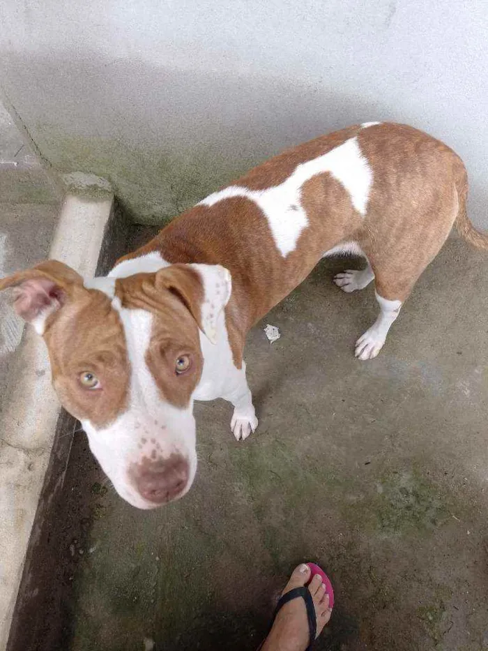 Cachorro raça Pitbull  idade 1 ano nome Maia