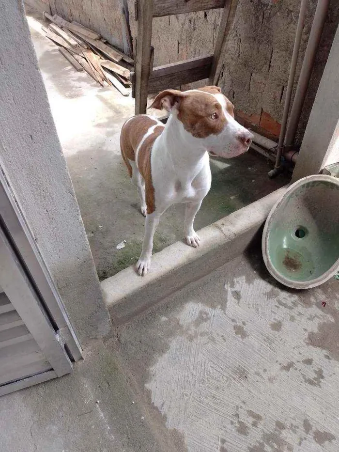 Cachorro raça Pitbull  idade 1 ano nome Maia