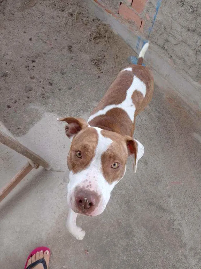 Cachorro raça Pitbull  idade 1 ano nome Maia