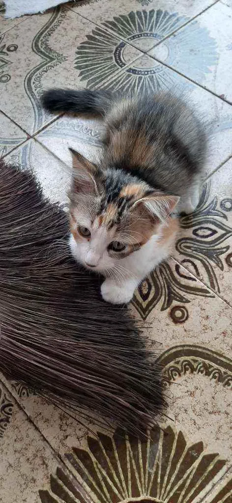Gato raça  idade 2 a 6 meses nome Lindinha 