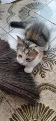 Lindinha
