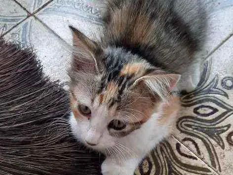 Gato raça  idade 2 a 6 meses nome Lindinha 