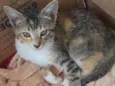 Docinho
