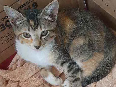 Gato raça  idade 2 a 6 meses nome Docinho