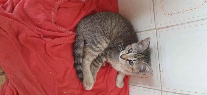 Gato raça  idade 2 a 6 meses nome Tigrinha 
