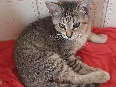 Gato raça  idade 2 a 6 meses nome Tigrinha 