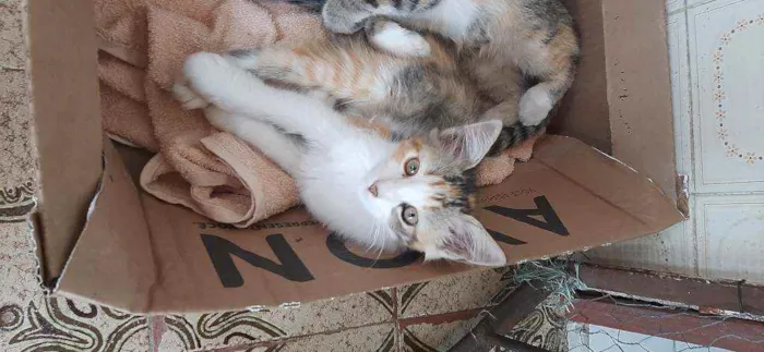Gato raça  idade 2 a 6 meses nome Lindinha 
