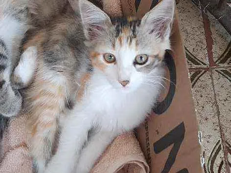 Gato raça  idade 2 a 6 meses nome Lindinha 