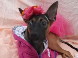 Cachorro raça Sem raça definida.  idade 7 a 11 meses nome Fêmea. 