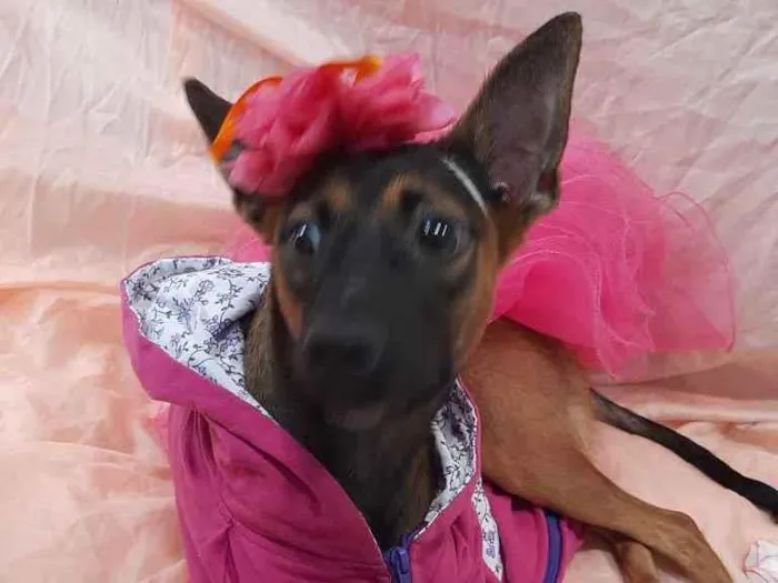 Cachorro ra a Sem raça definida.  idade 7 a 11 meses nome Fêmea. 
