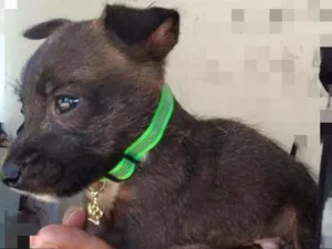 Cachorro raça SRD idade Abaixo de 2 meses nome Jerry