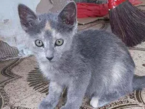 Gato raça  idade 2 a 6 meses nome Fiona