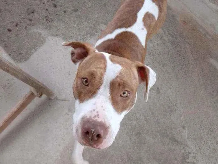 Cachorro raça Pitbull  idade 1 ano nome Maia