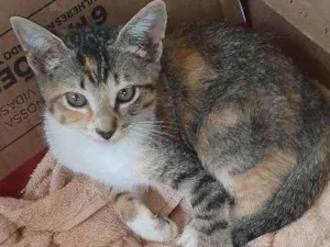 Gato raça  idade 2 a 6 meses nome Docinho