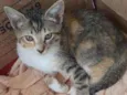 Docinho