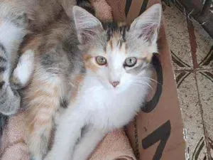 Gato raça  idade 2 a 6 meses nome Lindinha 