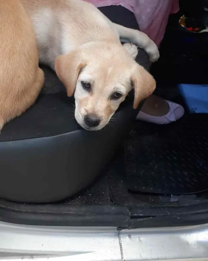 Cachorro ra a  idade 2 a 6 meses nome Não sei 