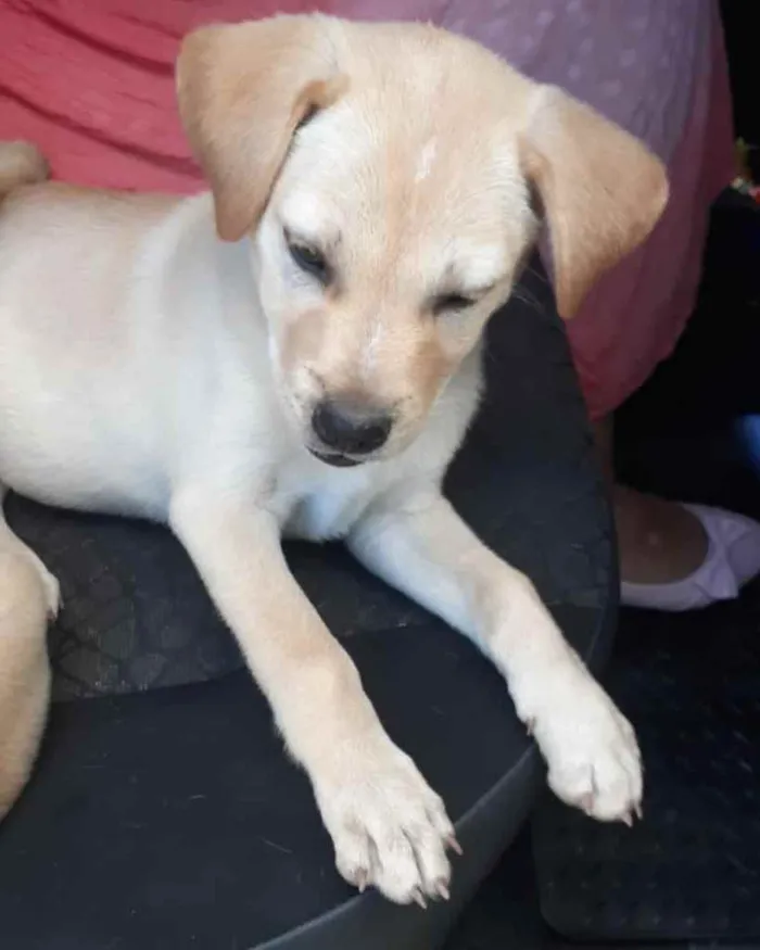 Cachorro ra a  idade 2 a 6 meses nome Não sei 