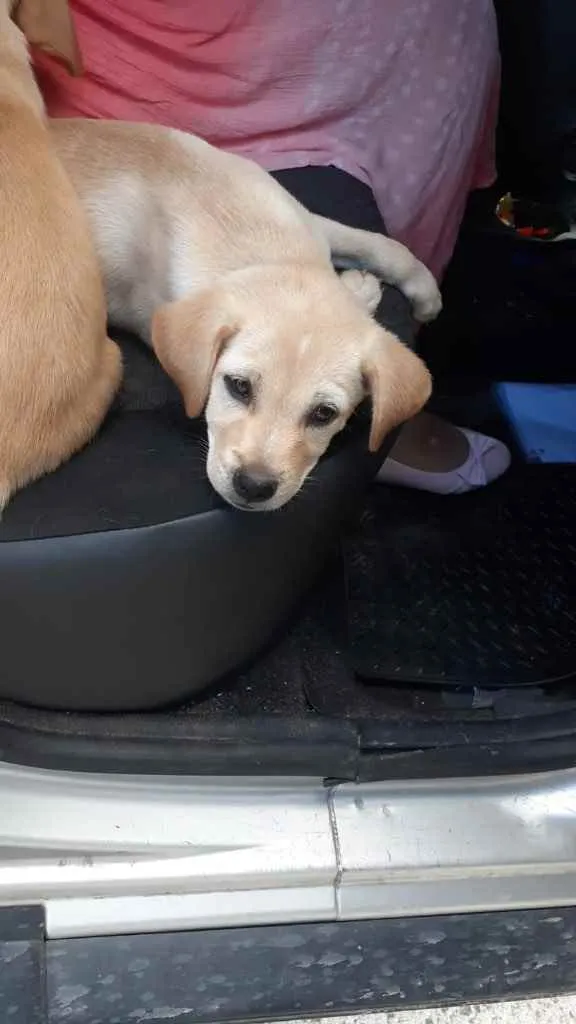 Cachorro ra a  idade 2 a 6 meses nome Não sei 