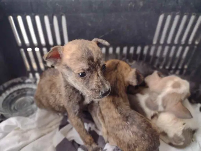 Cachorro ra a  idade 2 a 6 meses nome Não sei 